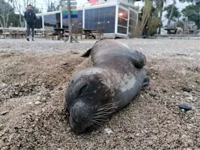 Kemer'de ölü Akdeniz foku, kıyıya vurdu