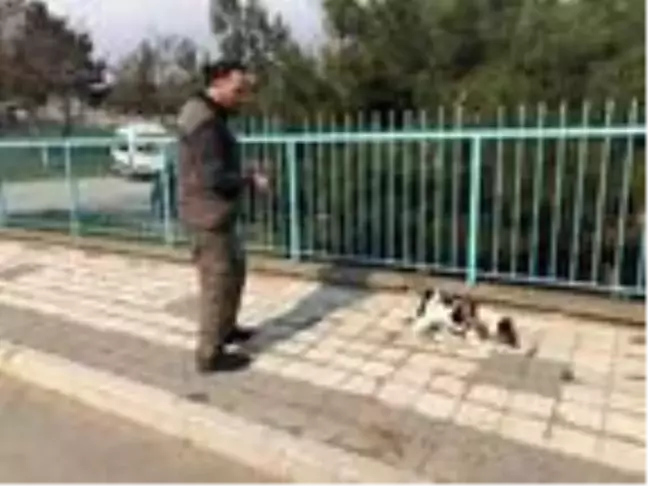 Elektrik arızasını tespitte artık köpekler devrede