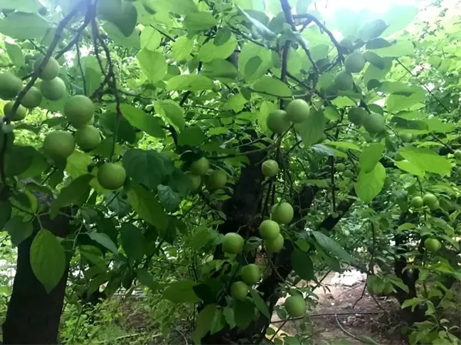 Eriğin kilosu 30 lira
