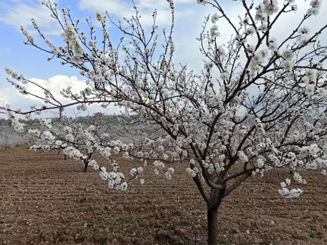 Kayısıda don riski üreticiyi endişelendiriyor