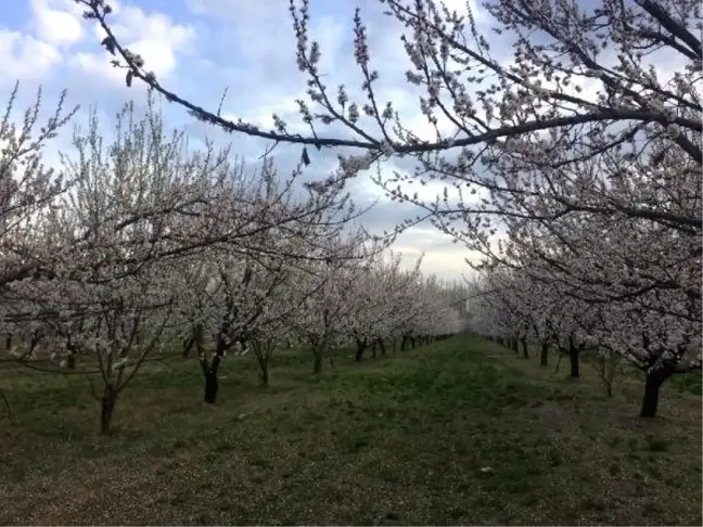 Iğdır'da, kayısı ağaçları çiçek açtı