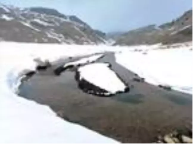 Yaylada doyumsuz kar manzarası, kuruyan palmiye tepesinde çiçek