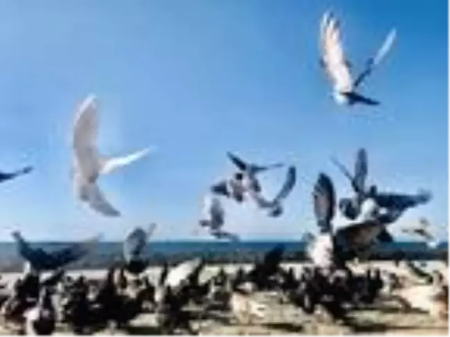 Koronavirüs KKTC turizmini de vurdu: Turizm cenneti Girne 'Hayalet Şehre' dönüştü