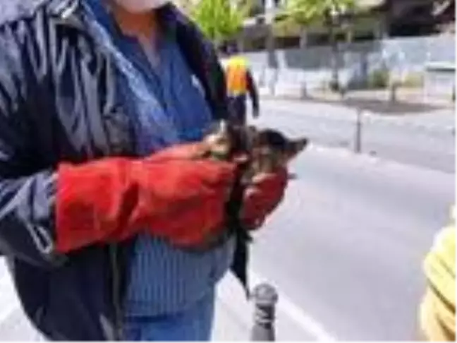 Yıkım durduruldu, kediler kurtarıldı
