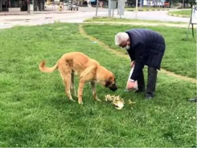 Nurdağı'nda sokak hayvanları beslendi