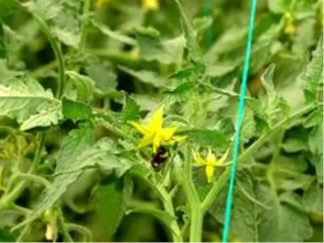 Bombus arılar kaliteli domates için kullanılacak