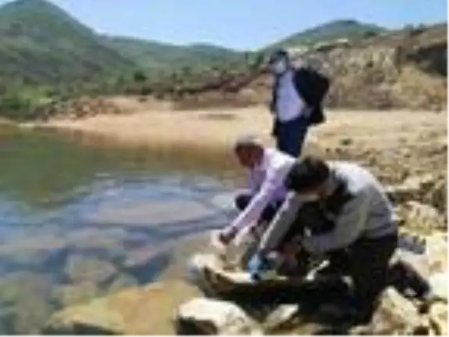 Niğde'de 9 baraja 45 bin 350 yavru sazan balığı bırakıldı