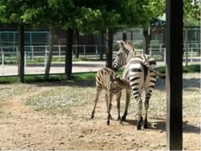Zebra yavrusu Dilek 3 aylık oldu