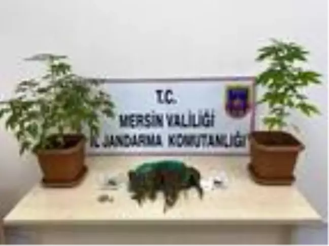 Banyoda saksı içinde kenevir yetiştirmişler