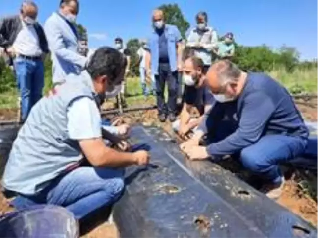 Niksar'da çilek tarımı yaygınlaşıyor