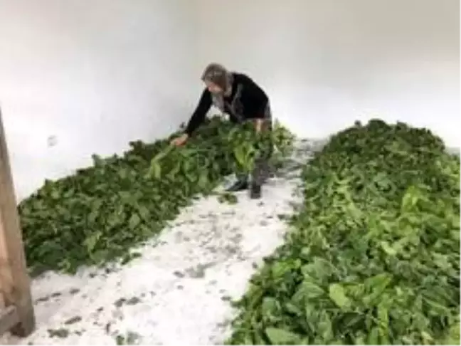 Son dakika haberi: Nallıhan'da İpek Böceği yetiştiriciliği ev ekonomisine katkıda bulunuyor