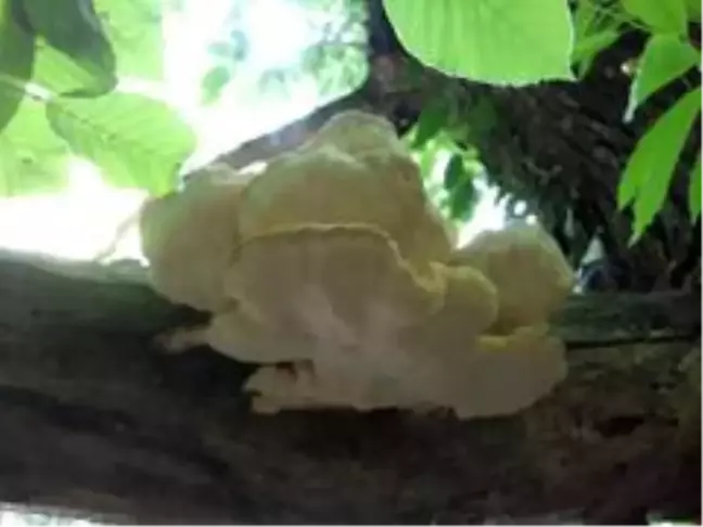 Sinop'ta mantar toplamanı zamanı