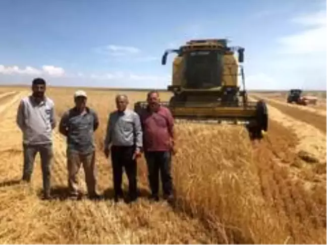Kulu'da arpa hasadı başladı