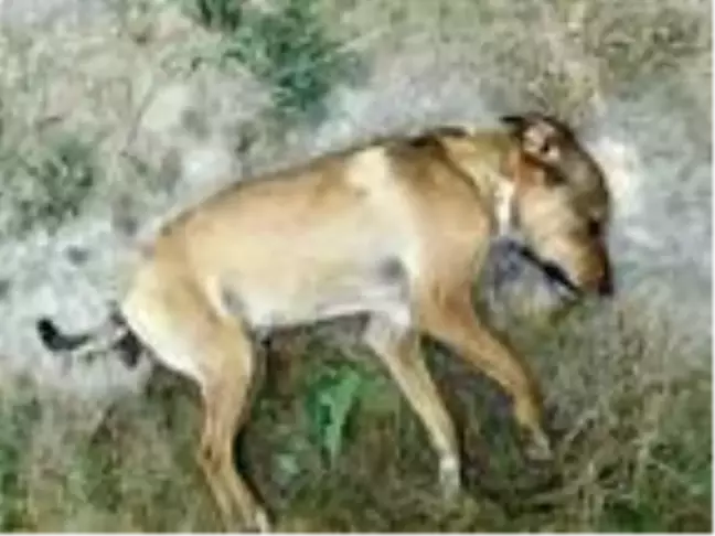 Denizli'de 6 köpek zehirlendi