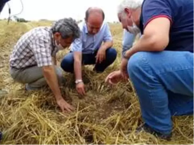 Son dakika haberleri! Hasatta tane kaybına geçit yok