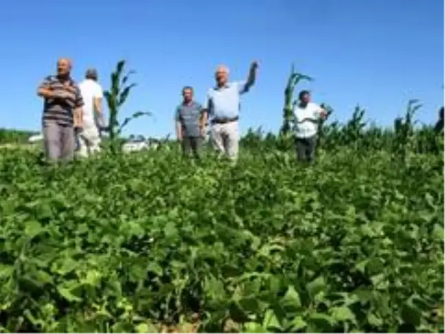 Arpa ve buğday harmanda, fasulye ile mısır tarlada