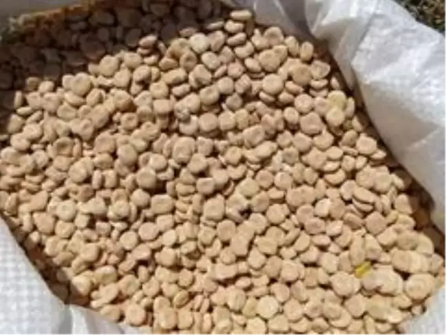 'Acı bakla' tarla günü etkinliği