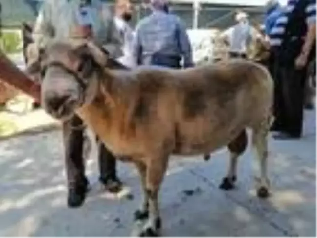 150 kiloluk kurbanlık koç, 4 bin 500 TL'ye satışa çıkarıldı