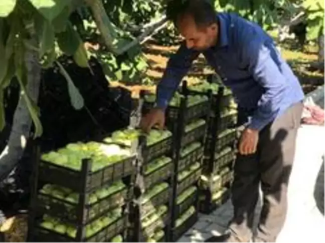 Abbas İnciri'nde hasat zamanı
