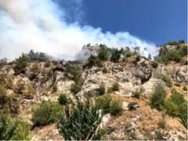 Son Dakika: Söke'deki orman yangınına Büyükşehir ekipleri müdahale ediyor