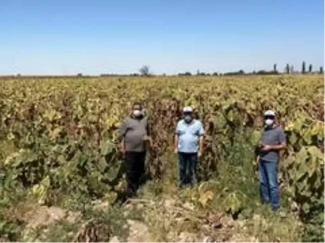 Aksaray'ın ayçiçeği araştırılacak