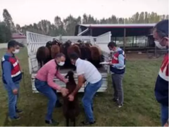 Çaldıkları hayvanları akrabalarına değerinin altında sattılar