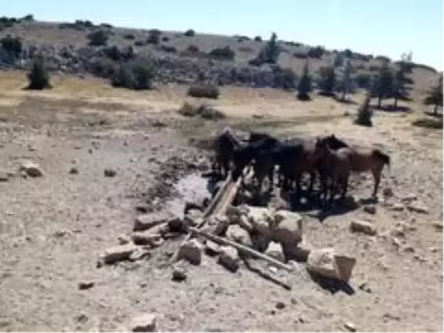 Spil Milli Parkı'ndaki yaban hayatı için seferber oldular