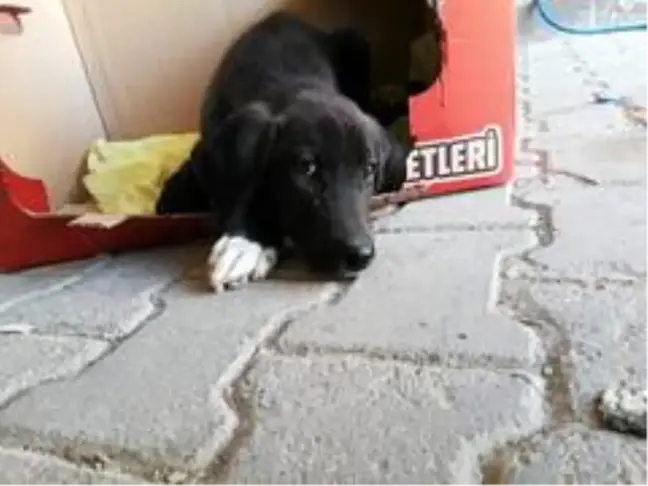 Yaralı köpek belediye ekiplerince hayvan hastanesine yetiştirildi