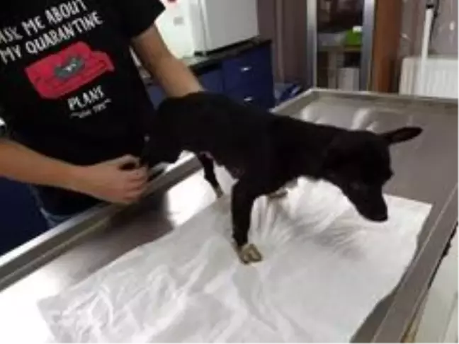 Saldırıya uğrayan köpek tedavi altına alındı