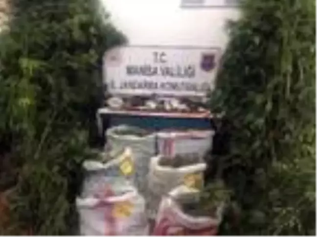 Manisa'da Hint keneviri operasyonu: 2 gözaltı