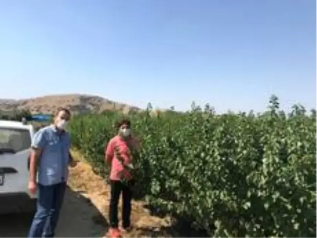 Erkenci kayısı fidanlarının kontrolleri devam ediyor