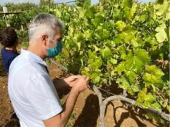 Bilecik'te 'armut kaplanı' böceği kontrolü yapıldı