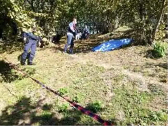 Ağaçtan düşen şahıs hayatını kaybetti