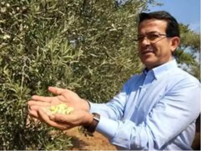Antalya'nın 'Beylik zeytini' çeşit olarak tescillendi