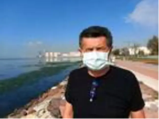 Karşıyaka'da sahil, 'deniz marulu' yosunlarla doldu