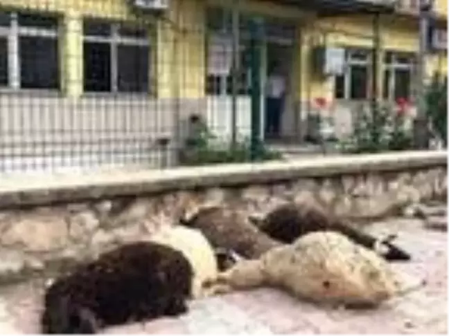 Ölen 6 kuzusunu, İlçe Tarım Müdürlüğü önüne bıraktı