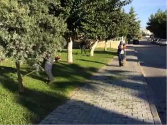 Didim'de yeşil alan çalışmaları devam ediyor