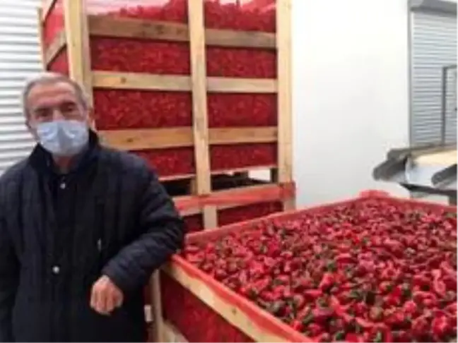 Osmaneli'den Makedonya'ya acı biber ihracatı başladı
