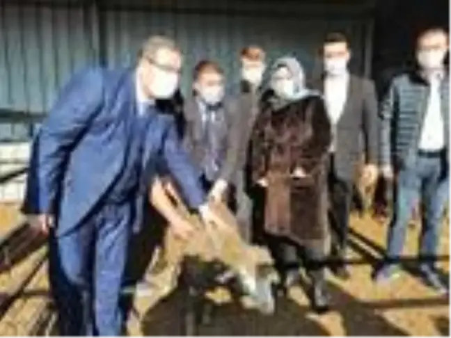 Biga'da genç çiftçilere damızlık koyun dağıtıldı