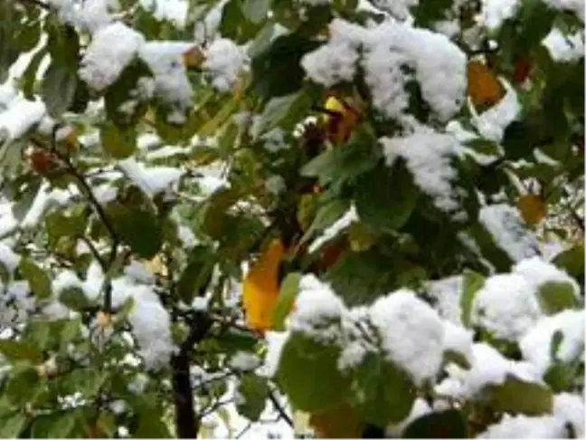 Posof güne karla uyandı