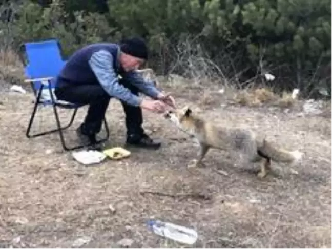 Ormanda bulduğu anneleri ölen yavru tilkileri, her gün eliyle besliyor