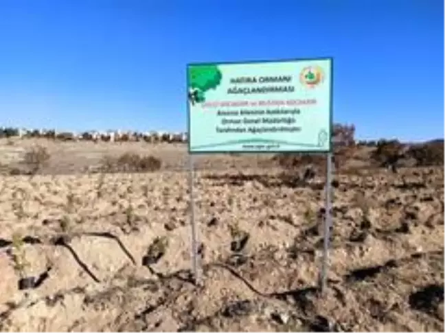 Kocakaya ailesi için tesis edilen 'hatıra ormanı'na 2 bin adet karaçam ve sedir fidanı dikildi