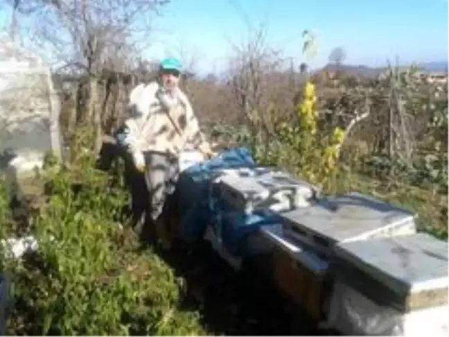 Korona virüs kestane balına talebi artırdı