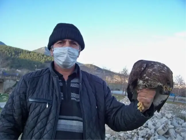 Avlamaya çalıştığı tavşan kaçınca ağaca çarpan şahine tedavi