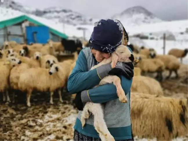 Tunceli'de kışı zor şartlarda geçiren besicilerin kuzu sevinci