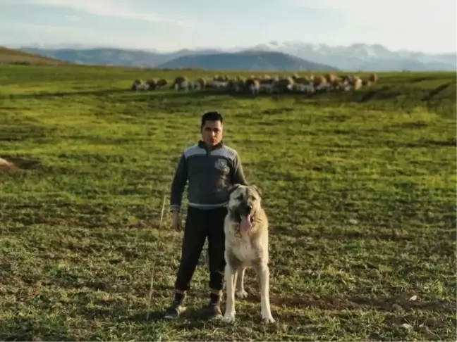Kurtlara karşı Kangallı ve silahlı nöbet
