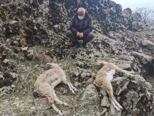 Son dakika haberi: Tunceli'de, koruma altındaki dağ keçilerinin ölümünde 'koyun sürüsü' iddiası