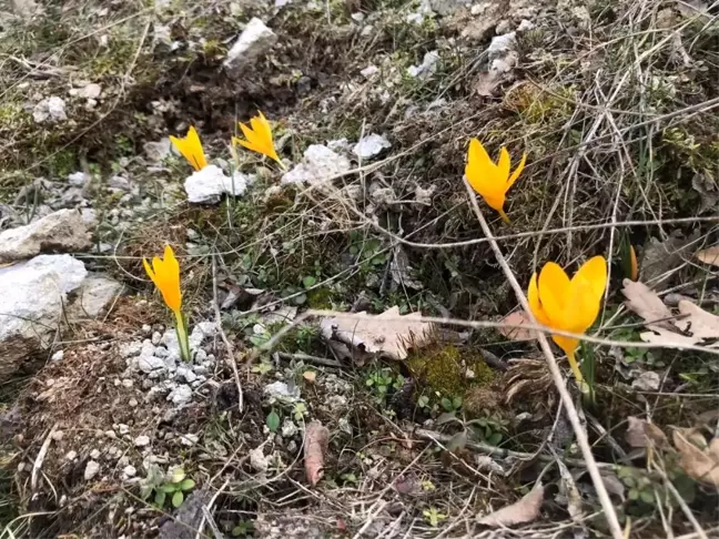 Baharın müjdesi çiğdemler nefes kesti