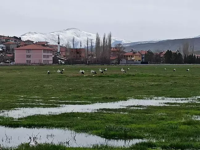 Leylekler göç yolunda Mahmut köyünde konakladı