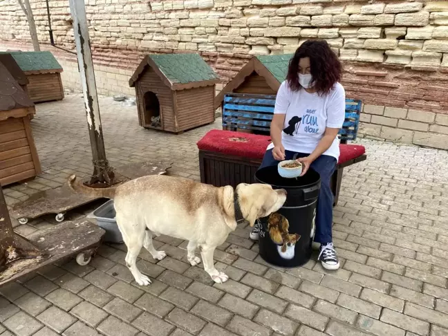 Hayvan barınağı yöneticisinin hesabını çaldılar, hayvanseverleri dolandırdılar